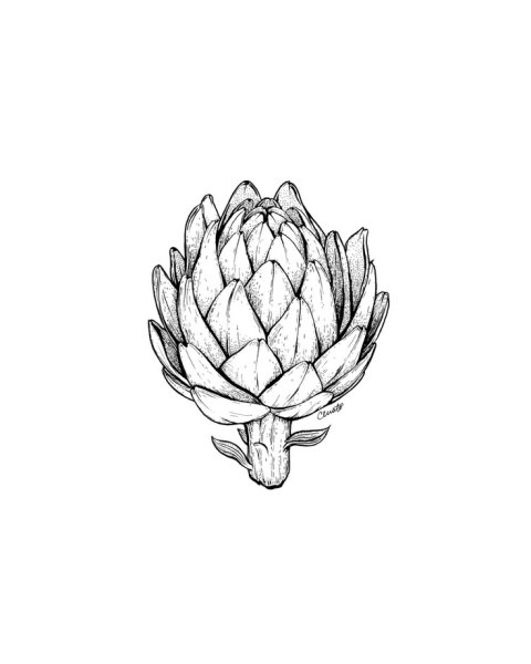 Артишок Графика