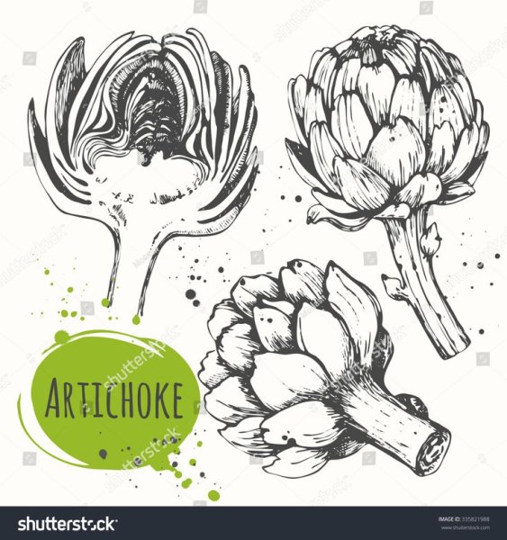 Артишок рисунок стилизация