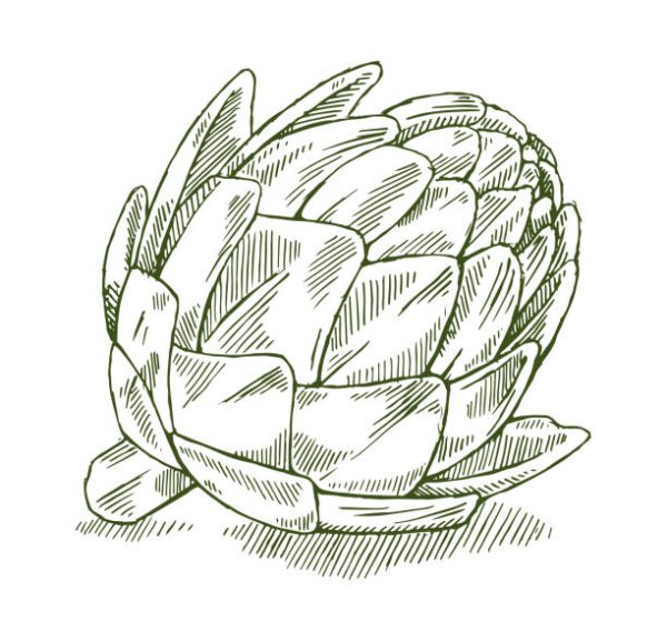 Артишок контур