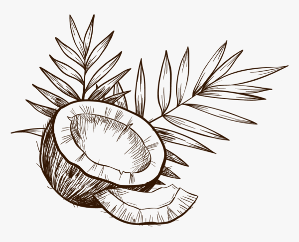 Кокос иллюстрация