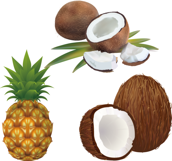 Кокос иллюстрация