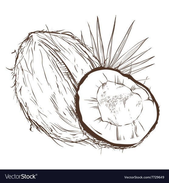 Кокос карандашом