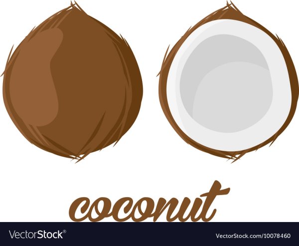 Кокос рисунок на белом фоне
