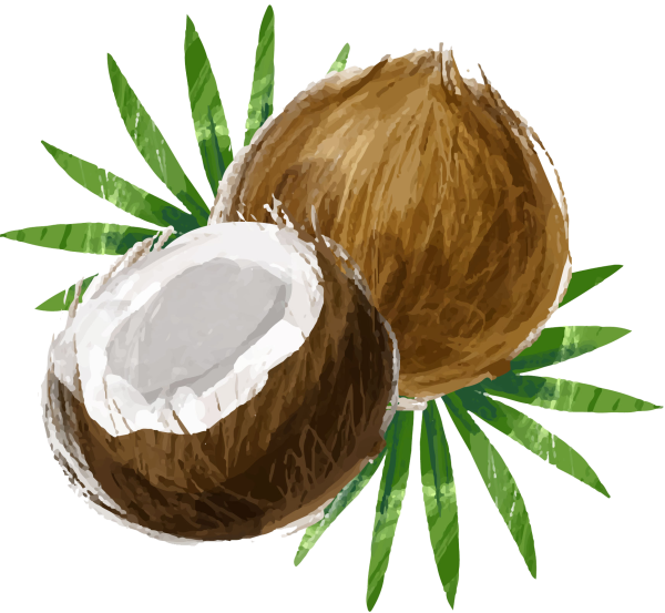 Кокос акварель