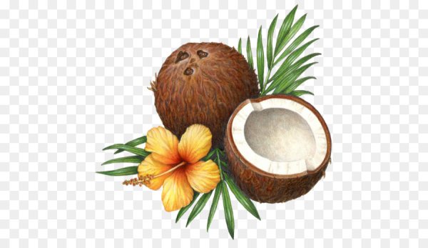 Кокос иллюстрация