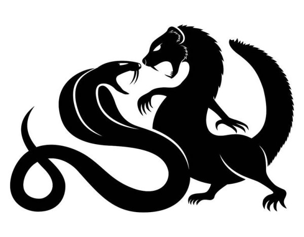 Мангуст тату