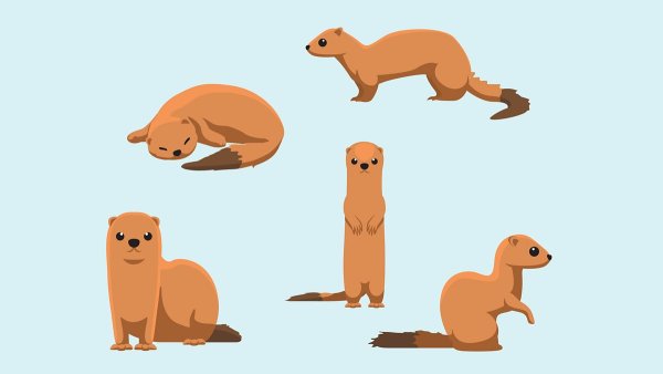 Мангуст вектор