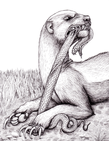 Медоед тату эскиз