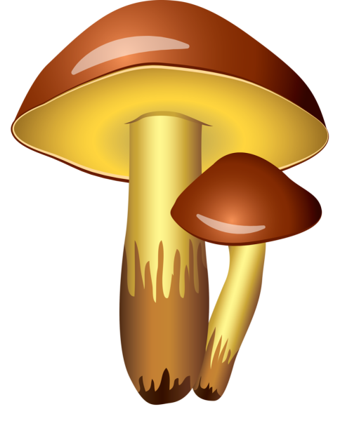 Грибы маслята для детей