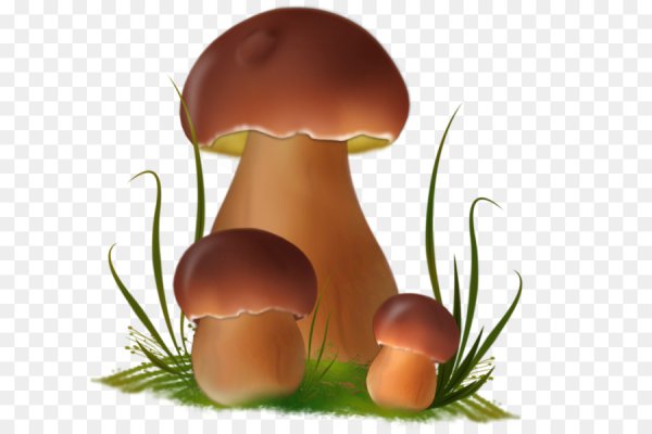 Грибы для детей