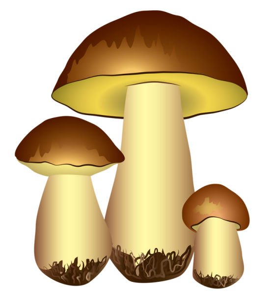 Грибочки для детей