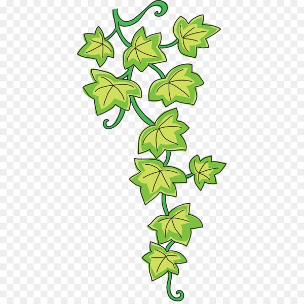 Плющ Вьюнок