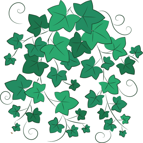 Лист плюща вектор