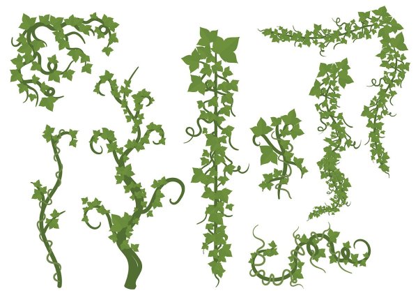 Орнамент плющ