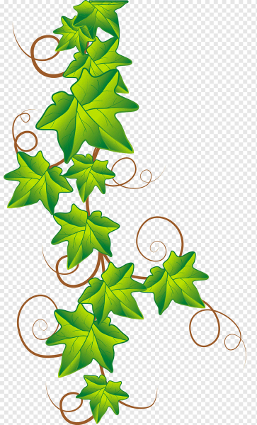 Плющ вектор