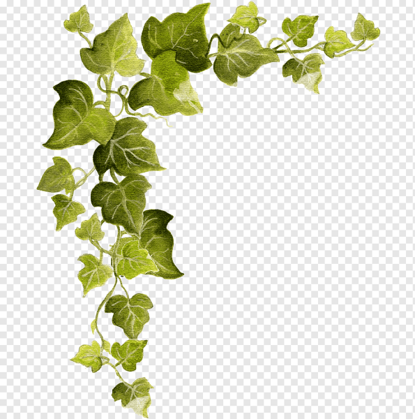 Плющ Хмель Вьюнок