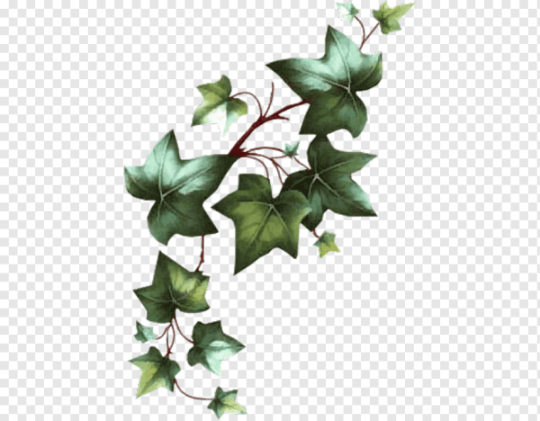 Плющ обыкновенный ветка