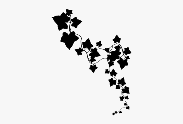 Плющ вектор силуэт