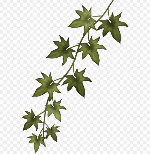 Листья вьющихся растений