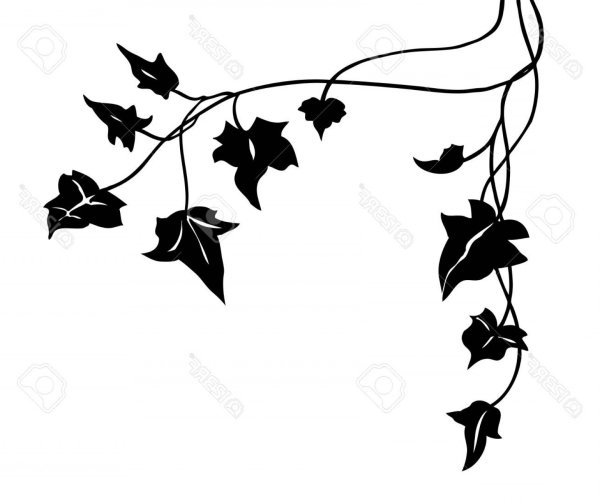 Плющ вектор