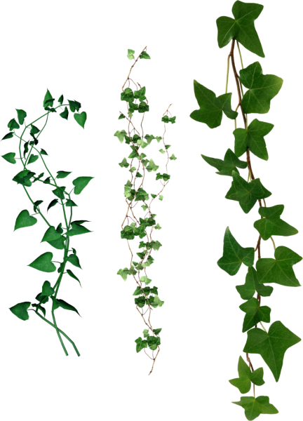 Цветок Вьюн плющ