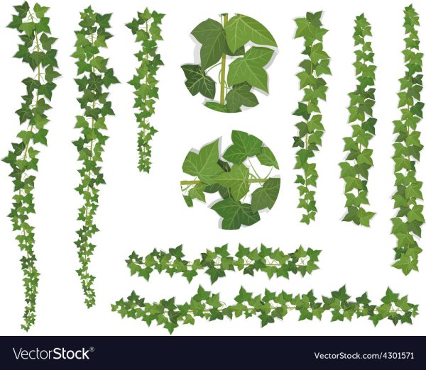 Вьющиеся растения вид сверху