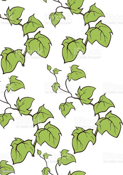 Плющ Хмель в рисунке