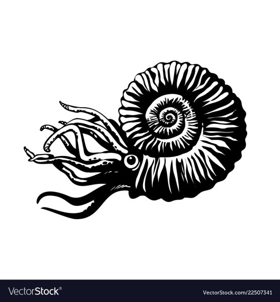 Аммонит черно белая