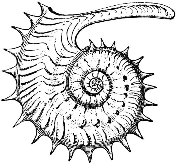 Аммонит ШИПАСТЫЙ