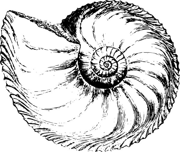 Древние аммониты