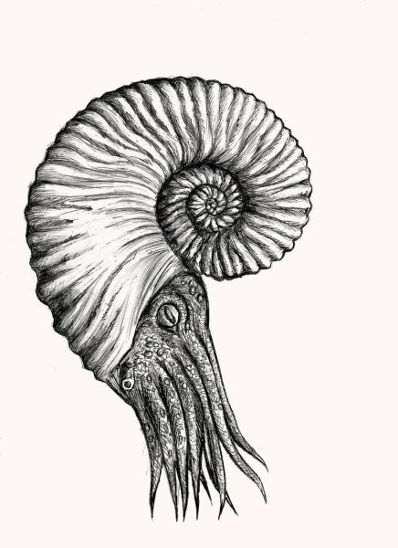 Наутилус древний моллюск