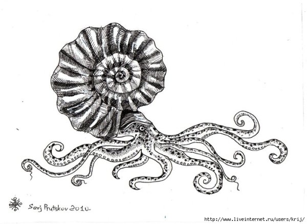 Аммонит рисунок карандашом