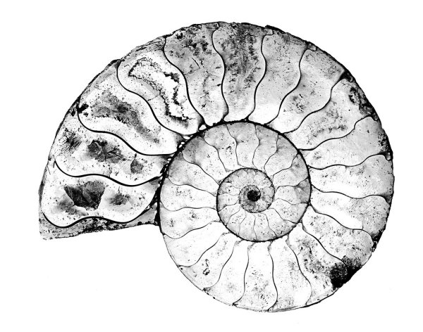 Сара Уайт Аммонит