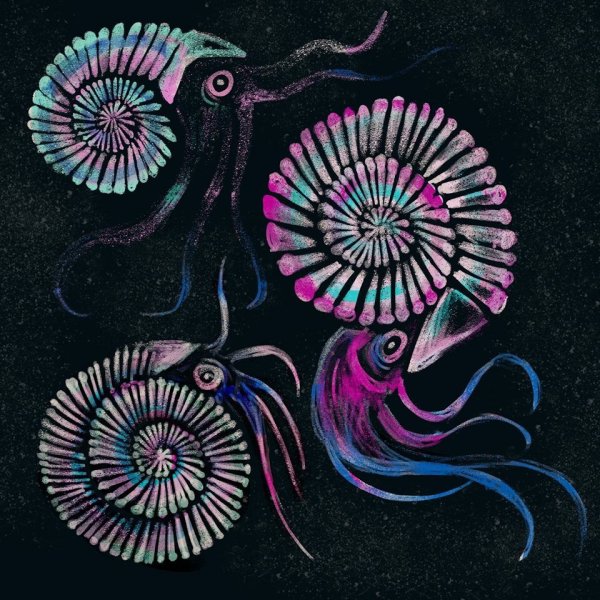 Аммонит рисунок