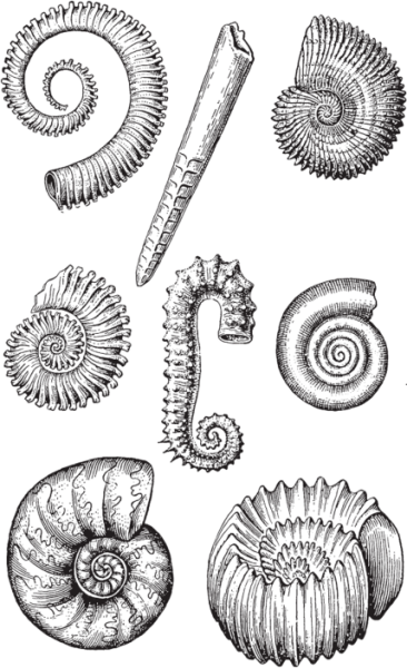 Аммониты и белемниты