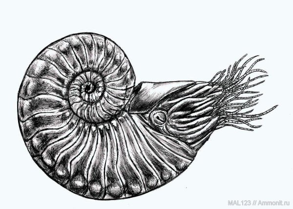 Наутилус Помпилиус моллюск строение