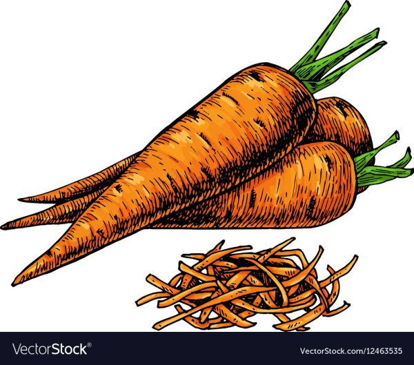 Морковка Векторная Графика