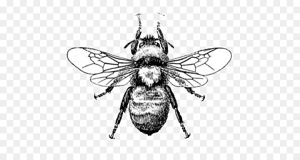 Графическое изображение пчелы