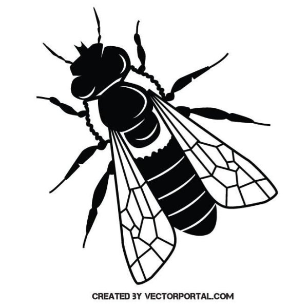 Муха черно белая