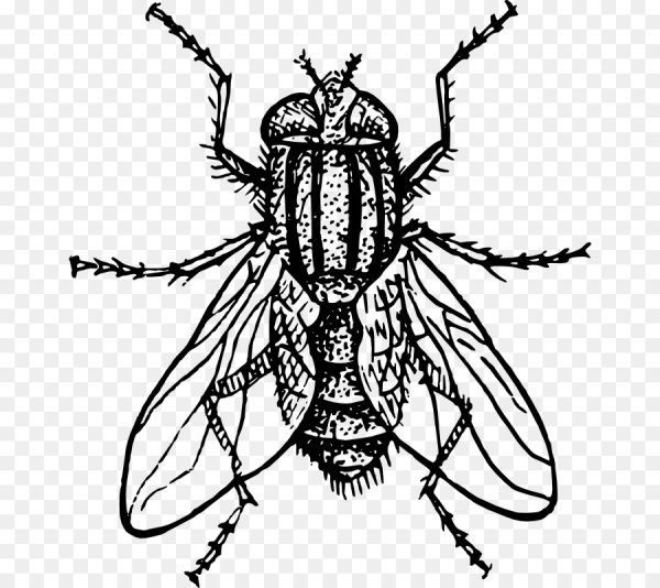 Муха рисунок