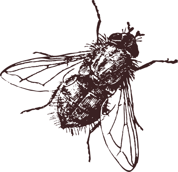 Комнатная Муха