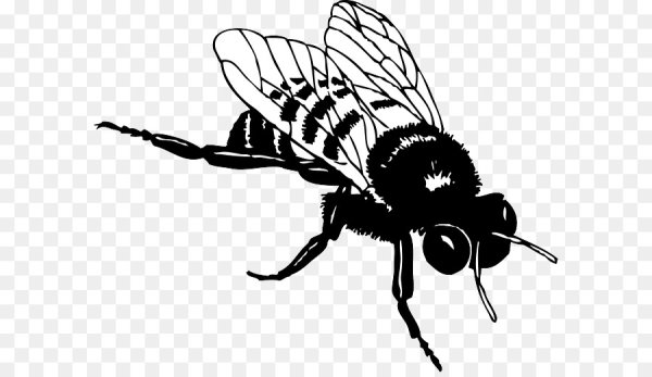 Пчела черно белая