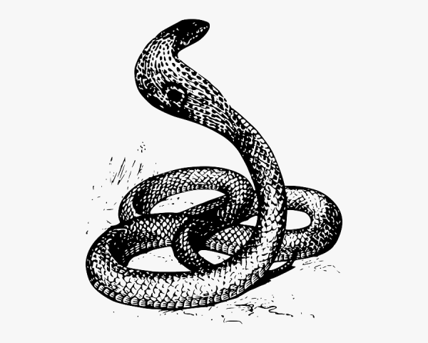 Гадюка обыкновенная рисунок