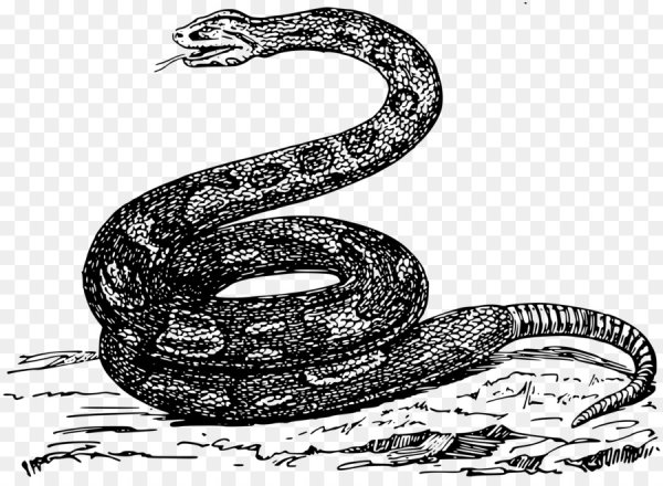 Змеи иллюстрации
