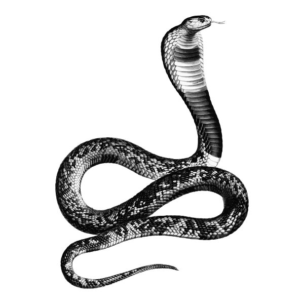 Змея карандашом