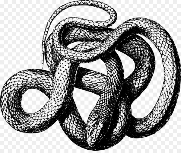 Змея Графика