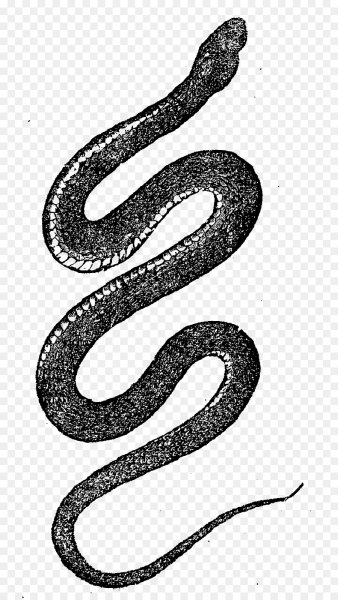 Тату змея без фона