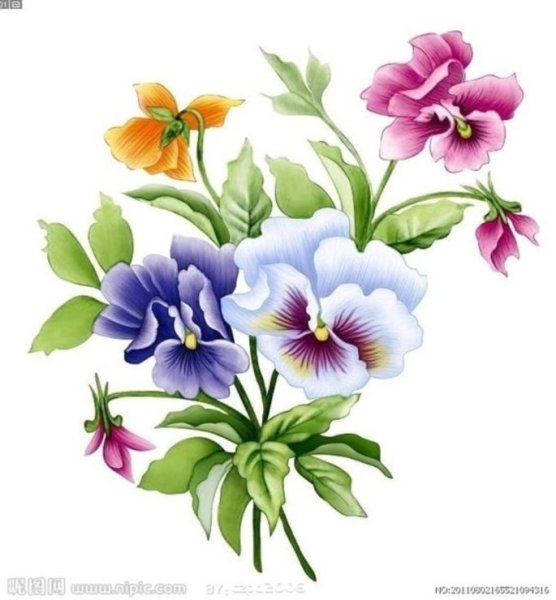 Цветок Анютины глазки вектор