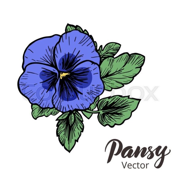 Фиалки рисунок маркерами