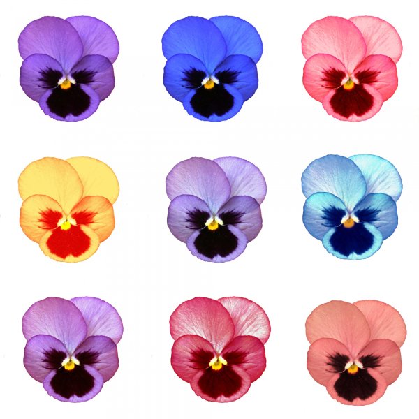 Анютины глазки референс